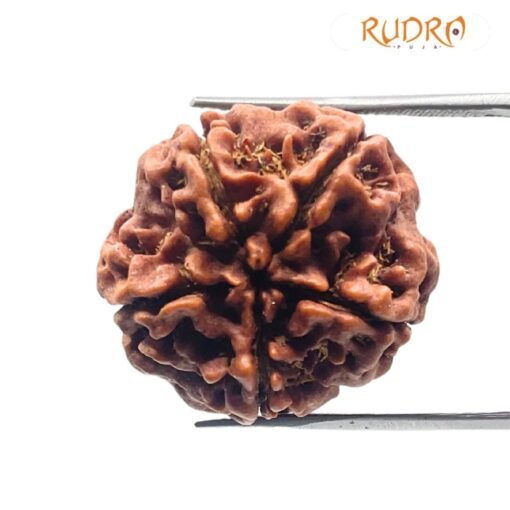 Collector 5 Mukhi Rudraksha Nepal - (23.63mm)