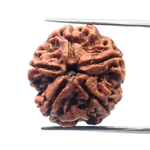 Collector 5 Mukhi Rudraksha Nepal - (23.63Mm)