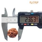Collector 5 Mukhi Rudraksha Nepal - (23.63Mm)