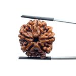 Collector 5 Mukhi Rudraksha Nepal - (23.77 MM)