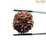 Collector 5 Mukhi Rudraksha Nepal - (23.77 MM)