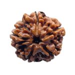 Collector 5 Mukhi Rudraksha Nepal - (23.77 MM)