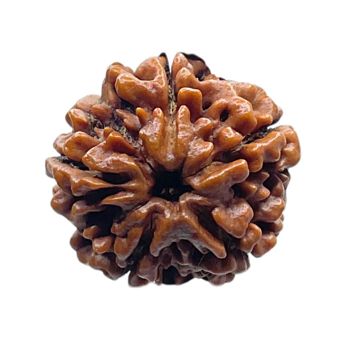 Collector 5 Mukhi Rudraksha Nepal - (23.77 MM)
