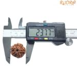 Collector 5 Mukhi Rudraksha Nepal - (23.77 MM)