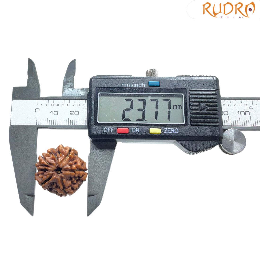 Collector 5 Mukhi Rudraksha Nepal - (23.77 MM)