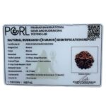 Collector 5 Mukhi Rudraksha Nepal - (23.77 MM) certi