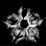 Collector 5 Mukhi Rudraksha Nepal - (23.77 MM) x-ray