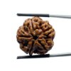 Collector 5 Mukhi Rudraksha Nepal - (23.88 MM)