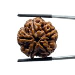 Collector 5 Mukhi Rudraksha Nepal - (23.88 MM)