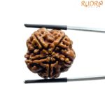 Collector 5 Mukhi Rudraksha Nepal - (23.88 MM)