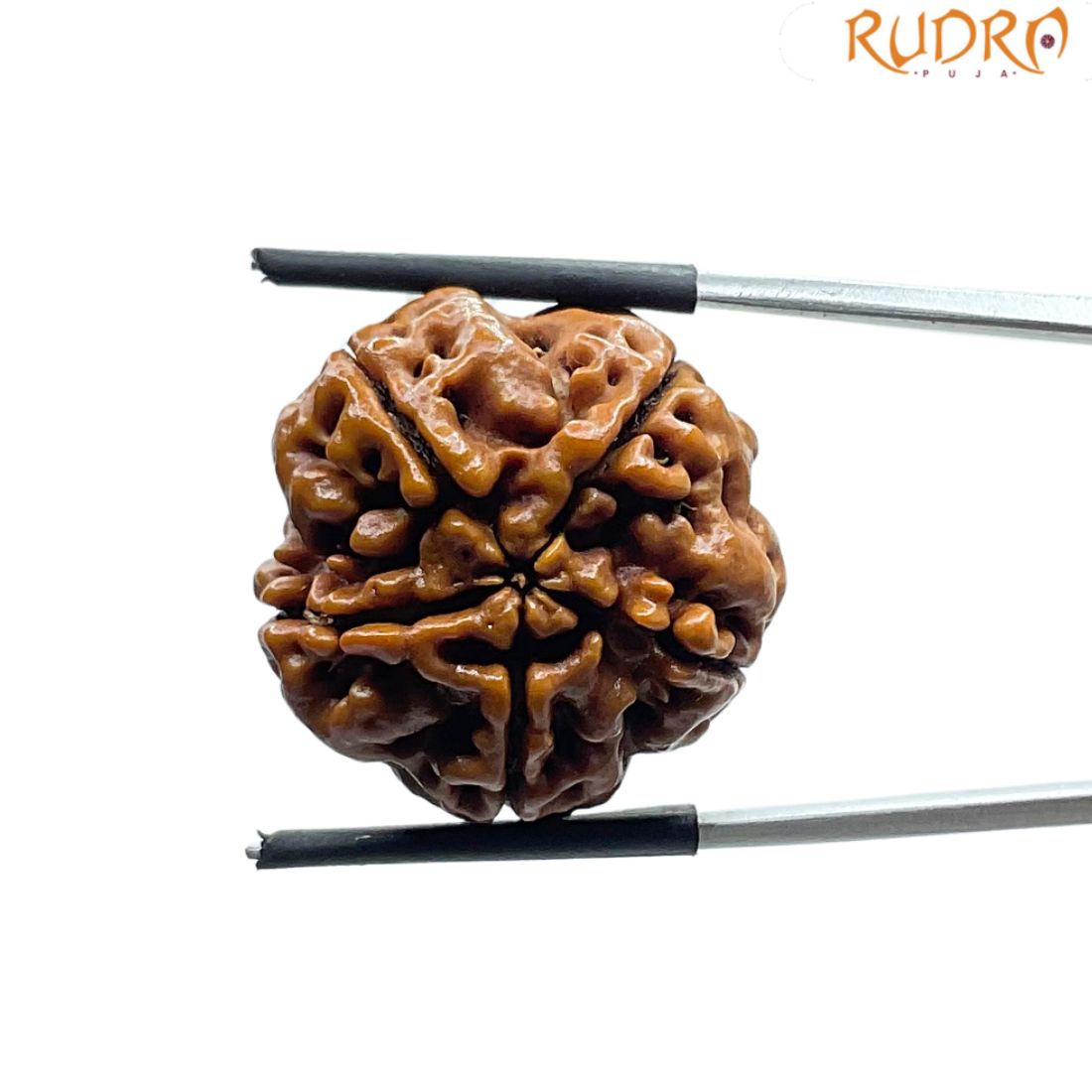 Collector 5 Mukhi Rudraksha Nepal - (23.88 MM)
