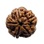 Collector 5 Mukhi Rudraksha Nepal - (23.88 MM)