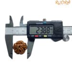 Collector 5 Mukhi Rudraksha Nepal - (23.88 MM)