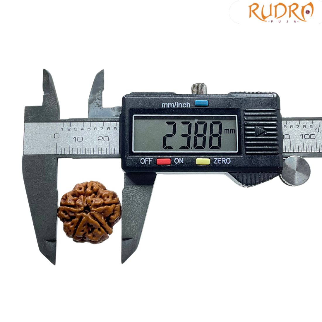 Collector 5 Mukhi Rudraksha Nepal - (23.88 MM)