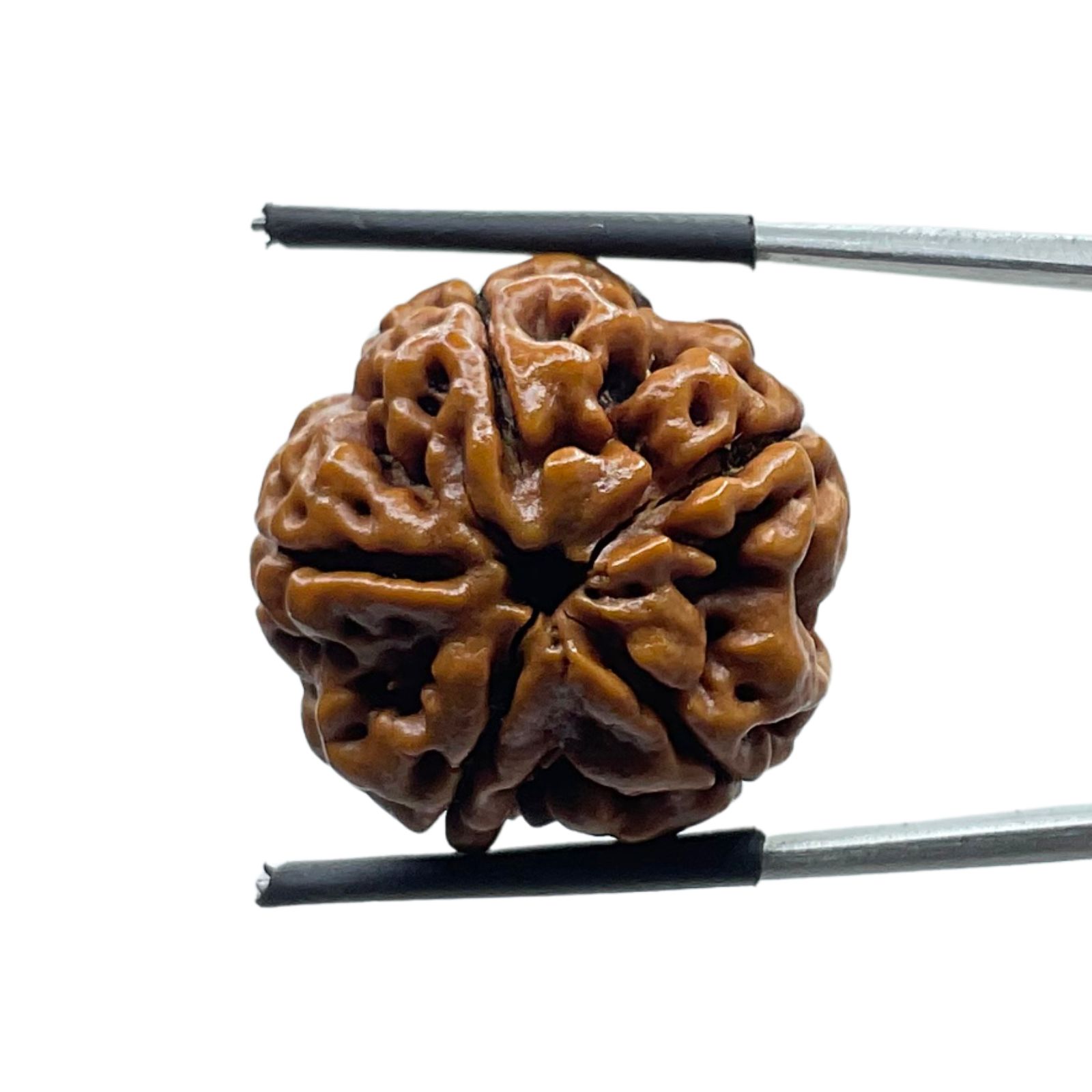 Collector 5 Mukhi Rudraksha Nepal - (23.88 MM)