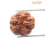 Collector 5 Mukhi Rudraksha Nepal - (24.56 Mm)