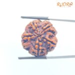 Collector 5 Mukhi Rudraksha Nepal - (24.72 mm)