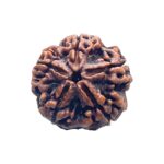 Collector 5 Mukhi Rudraksha Nepal - (24.72 mm)