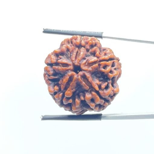 Collector 5 Mukhi Rudraksha Nepal - (24.72 Mm)