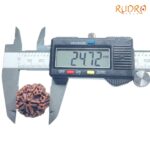 Collector 5 Mukhi Rudraksha Nepal - (24.72 mm)