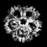 Collector 5 Mukhi Rudraksha Nepal - (25.38 Mm)