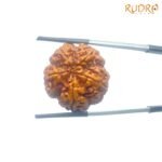 Collector 5 Mukhi Rudraksha Nepal - (25.38 mm)