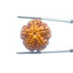 Collector 5 Mukhi Rudraksha Nepal - (25.38 mm)