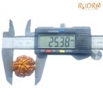 Collector 5 Mukhi Rudraksha Nepal - (25.38 Mm)