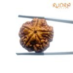 Collector 5 Mukhi Rudraksha Nepal - (25.38 Mm)
