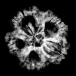 Collector 5 Mukhi Rudraksha Nepal - (26.58 Mm)