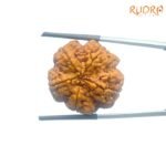 Collector-5-Mukhi-Rudraksha-Nepal-26.58-Mm-