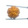 Collector-5-Mukhi-Rudraksha-Nepal-26.58-Mm-Mp-C.jpg
