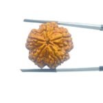 Collector-5-Mukhi-Rudraksha-Nepal-26.58-MM-MP-C.jpg