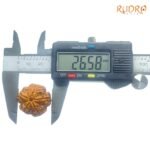 Collector-5-Mukhi-Rudraksha-Nepal-26.58-Mm-