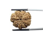 Eight Face Rudraksha Nepal - ( 24.64 MM )