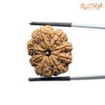 Eight Face Rudraksha Nepal - ( 24.64 MM )