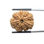 Eight Face Rudraksha Nepal - ( 24.64 MM )