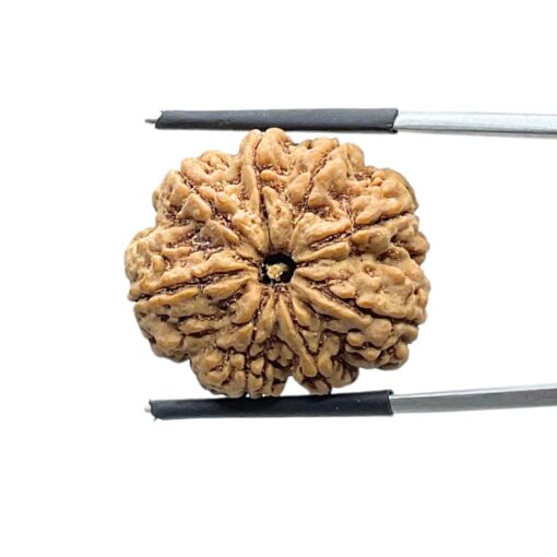 Eight Face Rudraksha Nepal - ( 24.64 MM )