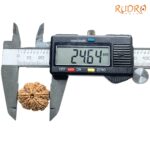 Eight Face Rudraksha Nepal - ( 24.64 MM )