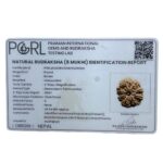 Eight Face Rudraksha Nepal - ( 24.64 MM )