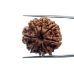 Eight Face Rudraksha Nepal - ( 24.80 MM )