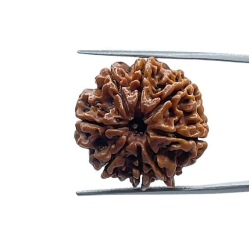 Eight Face Rudraksha Nepal - ( 24.80 Mm )