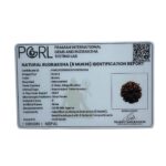 Eight Face Rudraksha Nepal - ( 24.80 MM )