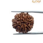 Eight Face Rudraksha Nepal - ( 24.80 MM )