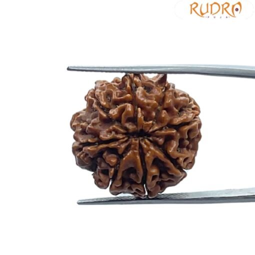 Eight Face Rudraksha Nepal - ( 24.80 MM )