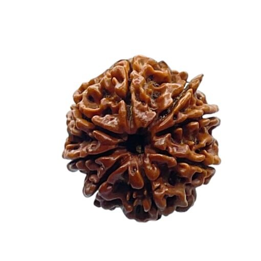 Eight Face Rudraksha Nepal - ( 24.80 MM )