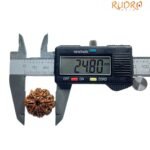 Eight Face Rudraksha Nepal - ( 24.80 Mm )