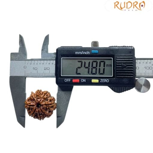 Eight Face Rudraksha Nepal - ( 24.80 MM )
