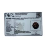 Eight Mukhi Rudraksha Nepal - (21.74 mm )