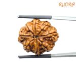 Eight Mukhi Rudraksha Nepal - (24.56 mm )
